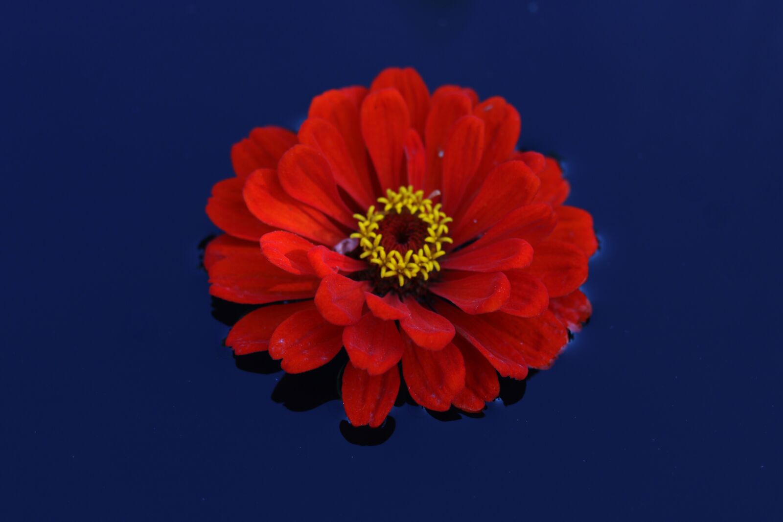 Canon EF-S 60mm F2.8 Macro USM sample photo. Carciumareasa, flower, red photography