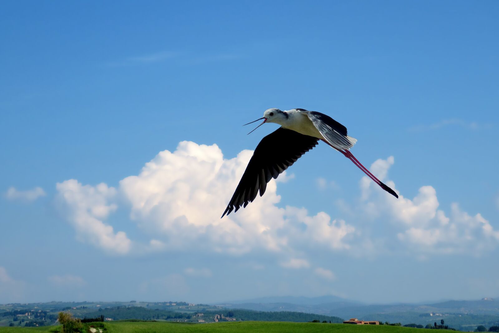 Canon PowerShot SX60 HS sample photo. Nature, bird, flying bird photography