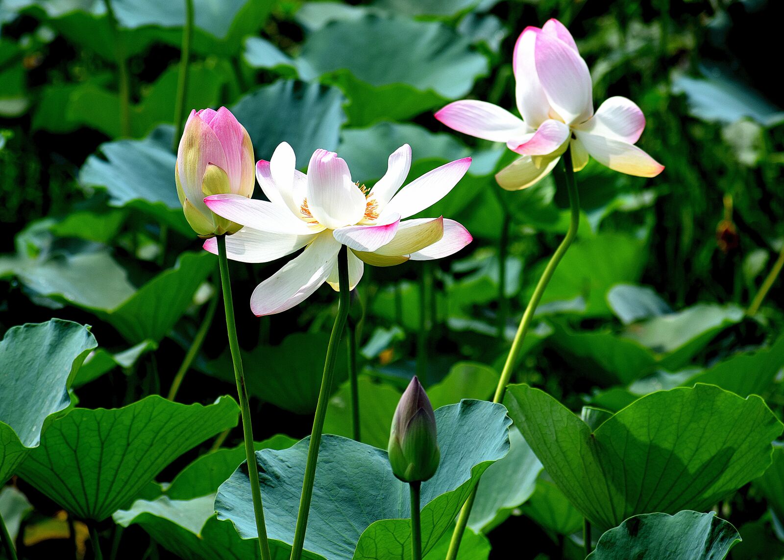 Nikon D3300 sample photo. Lotus, flowers, pond photography