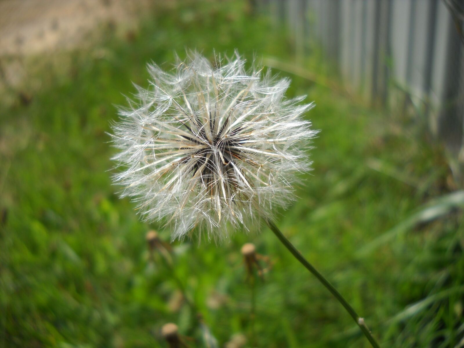 Nikon Coolpix L20 sample photo. Dandelion, seeds, nature photography