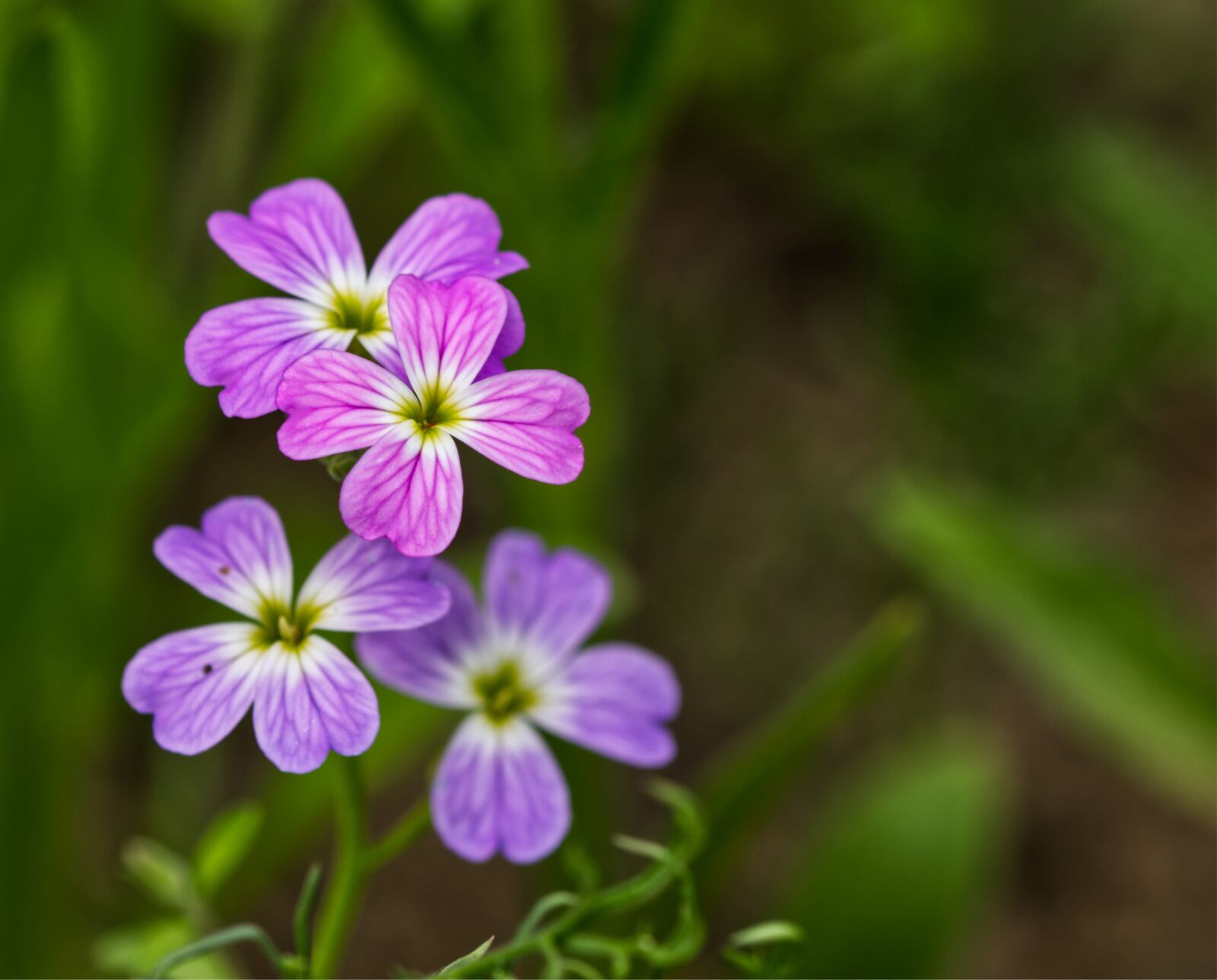Nikon D5500 sample photo. Blossom, bloom, flower photography