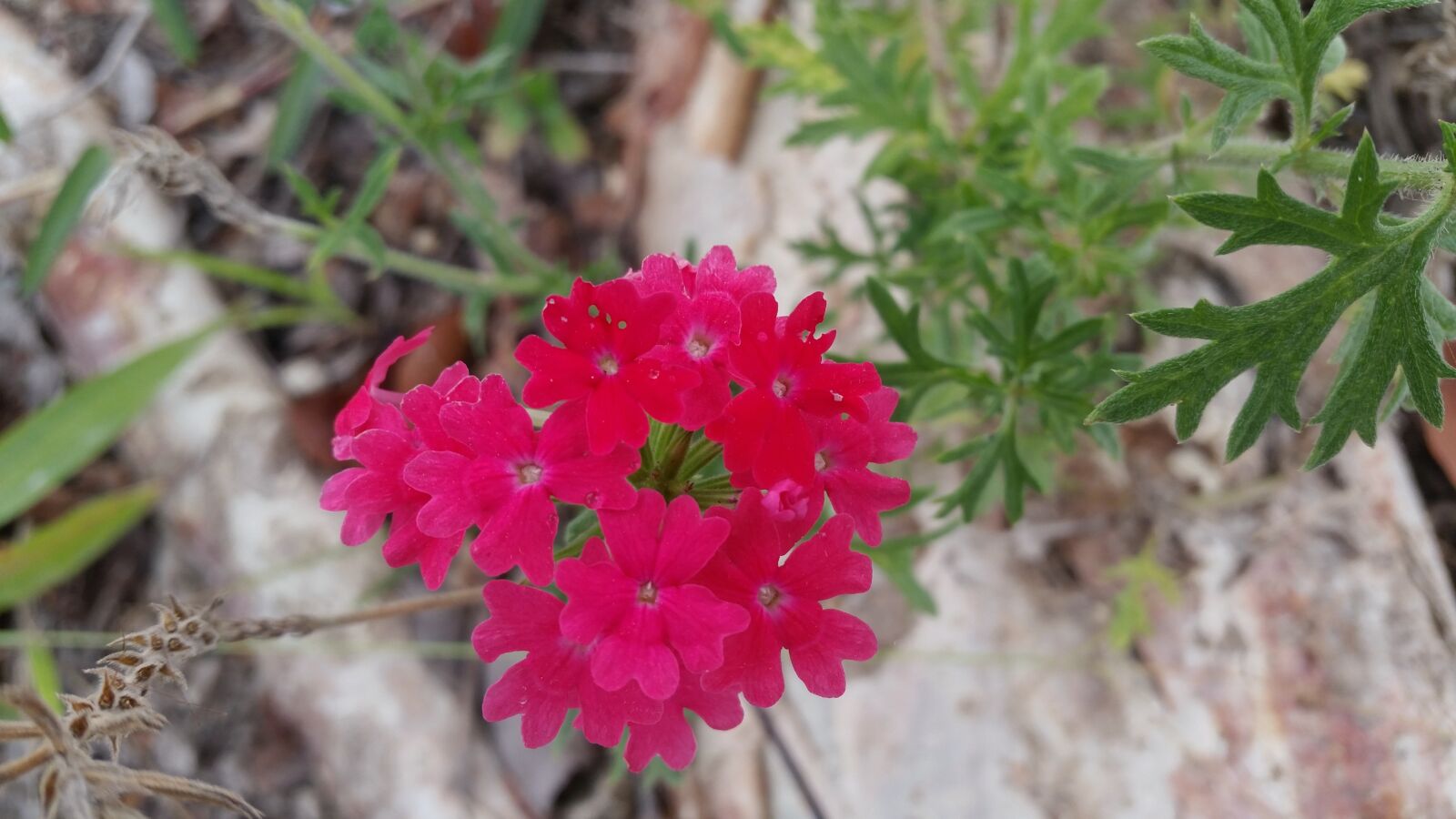 Samsung Galaxy S5 sample photo. Flowers, red, pink photography