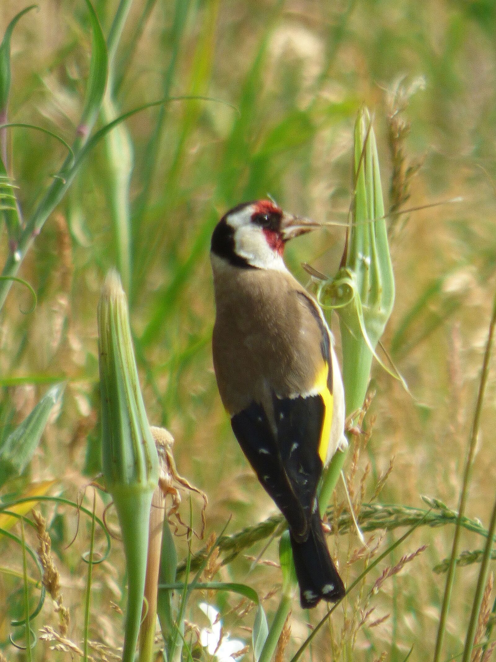 Panasonic DMC-FZ72 sample photo. Bird, goldfinch, nature photography