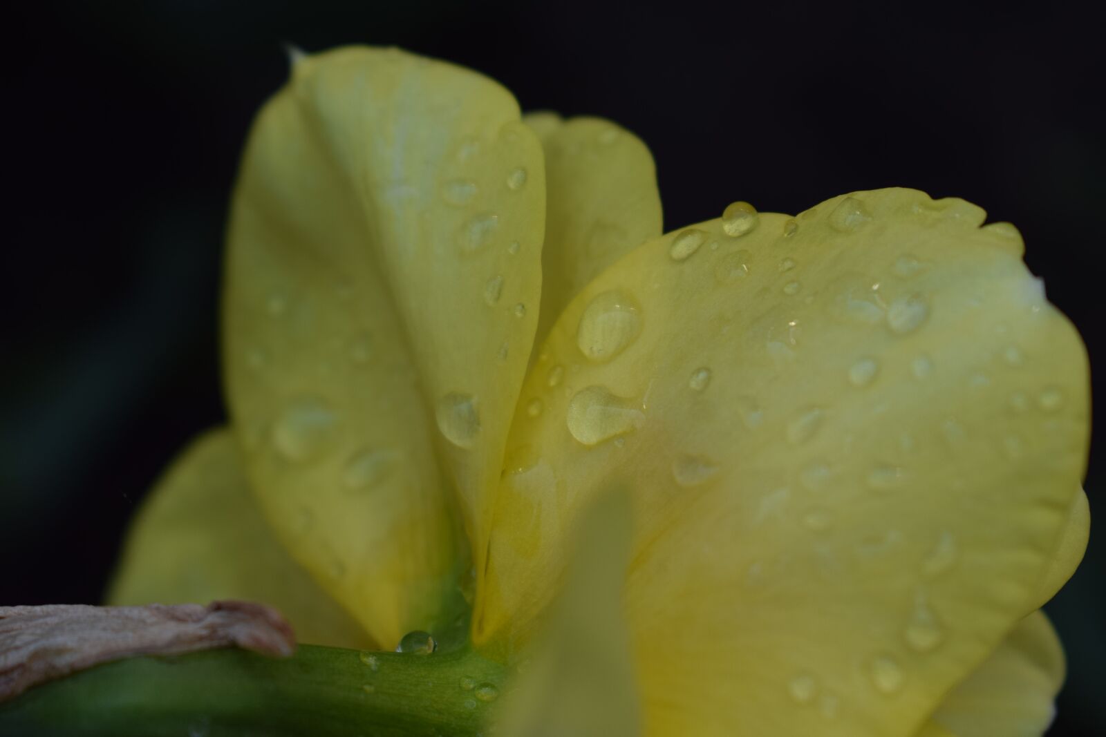 Nikon D5300 sample photo. Daffodil, spring, blooms at photography