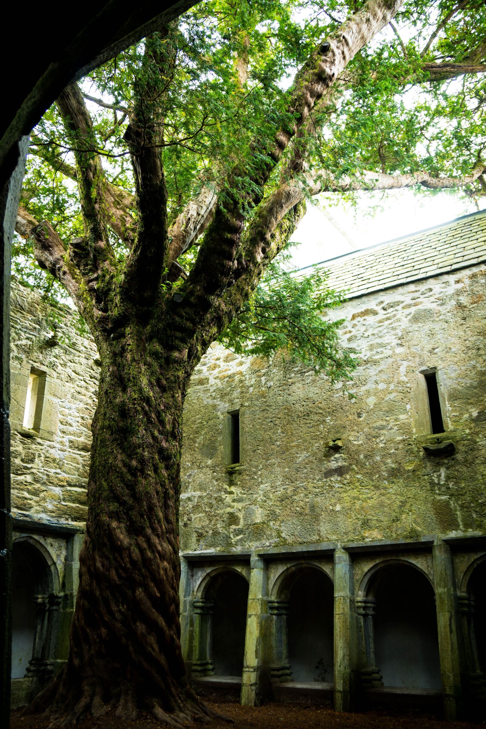 Sony a6500 + Sony Vario-Tessar T* E 16-70mm F4 ZA OSS sample photo. Muckross abbey, muckross, tree photography