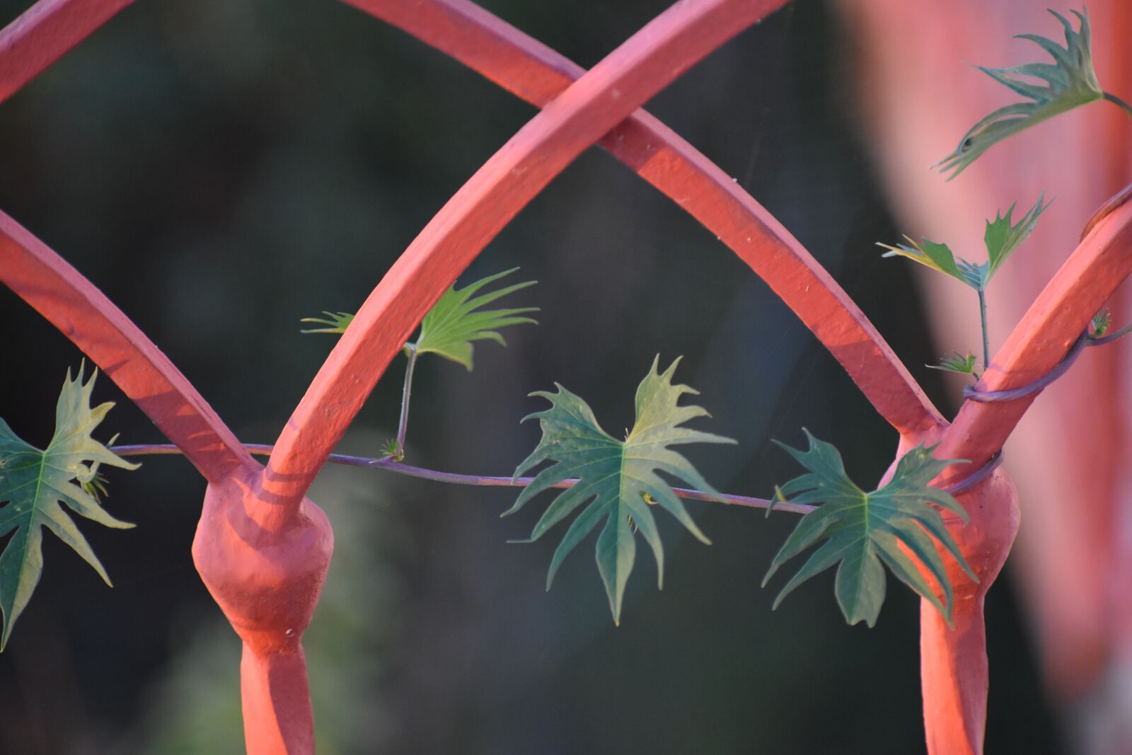 Nikon D3400 sample photo. Plant, red, grille photography