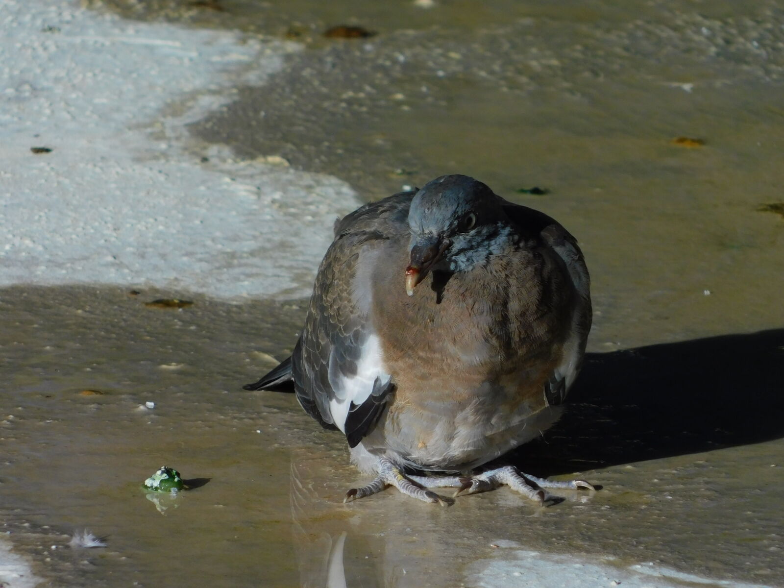 Nikon Coolpix B500 sample photo. Pigeon photography