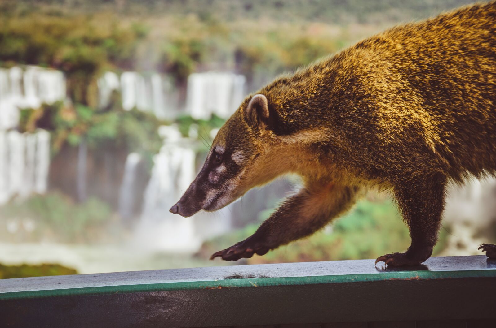 Nikon D7000 sample photo. Waterfall, coati, cataracts photography