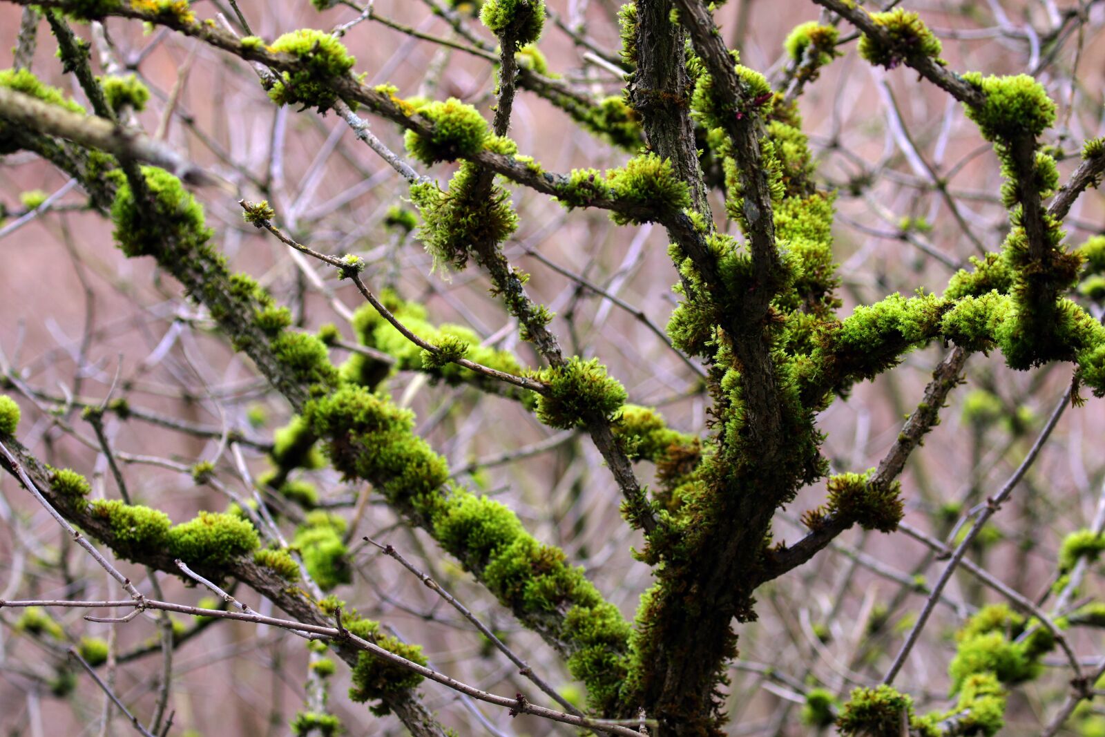 Canon EOS 7D Mark II sample photo. Moss, aesthetic, winter photography