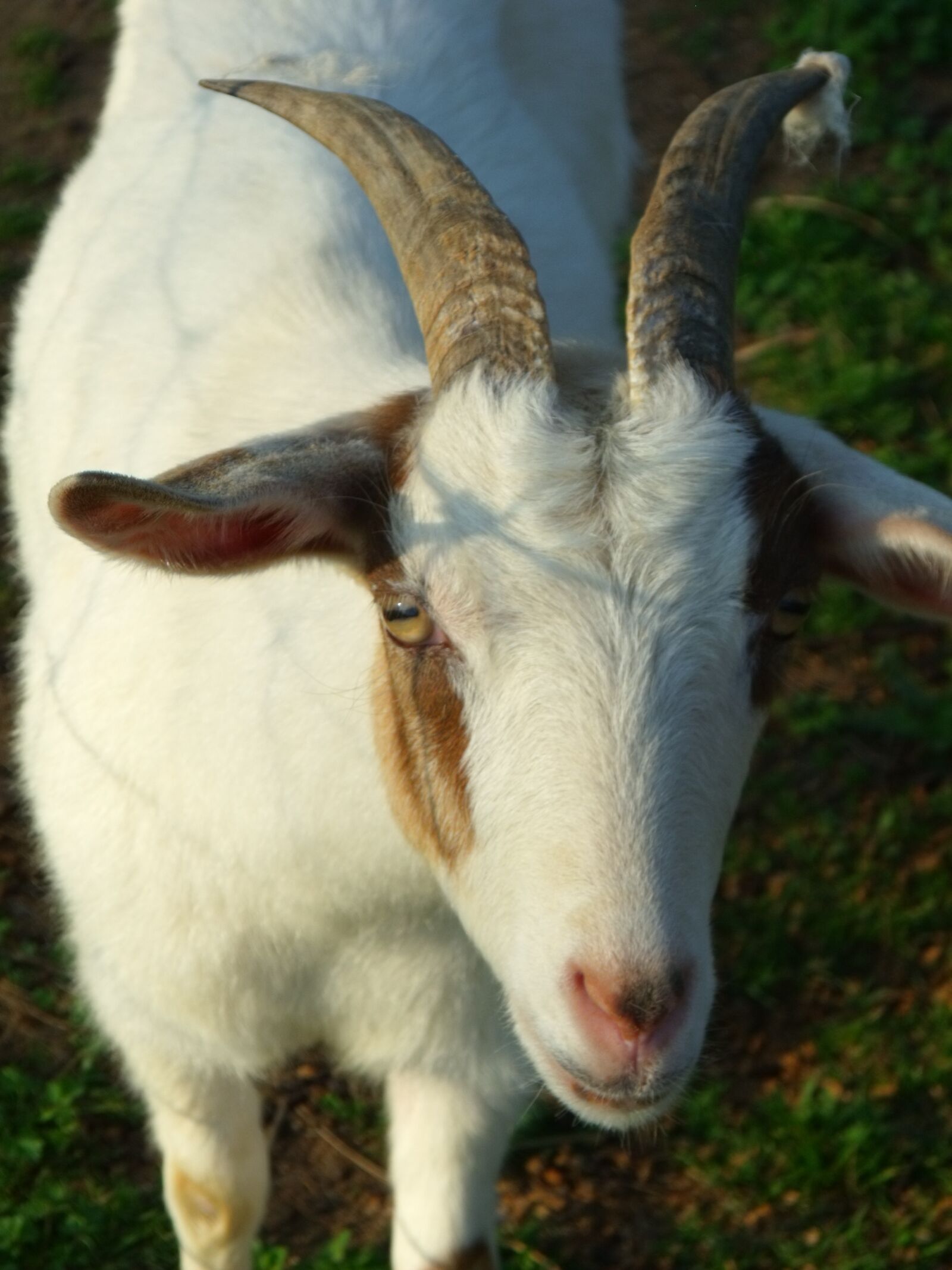 Fujifilm FinePix S1500 sample photo. Goat, horn, animal photography