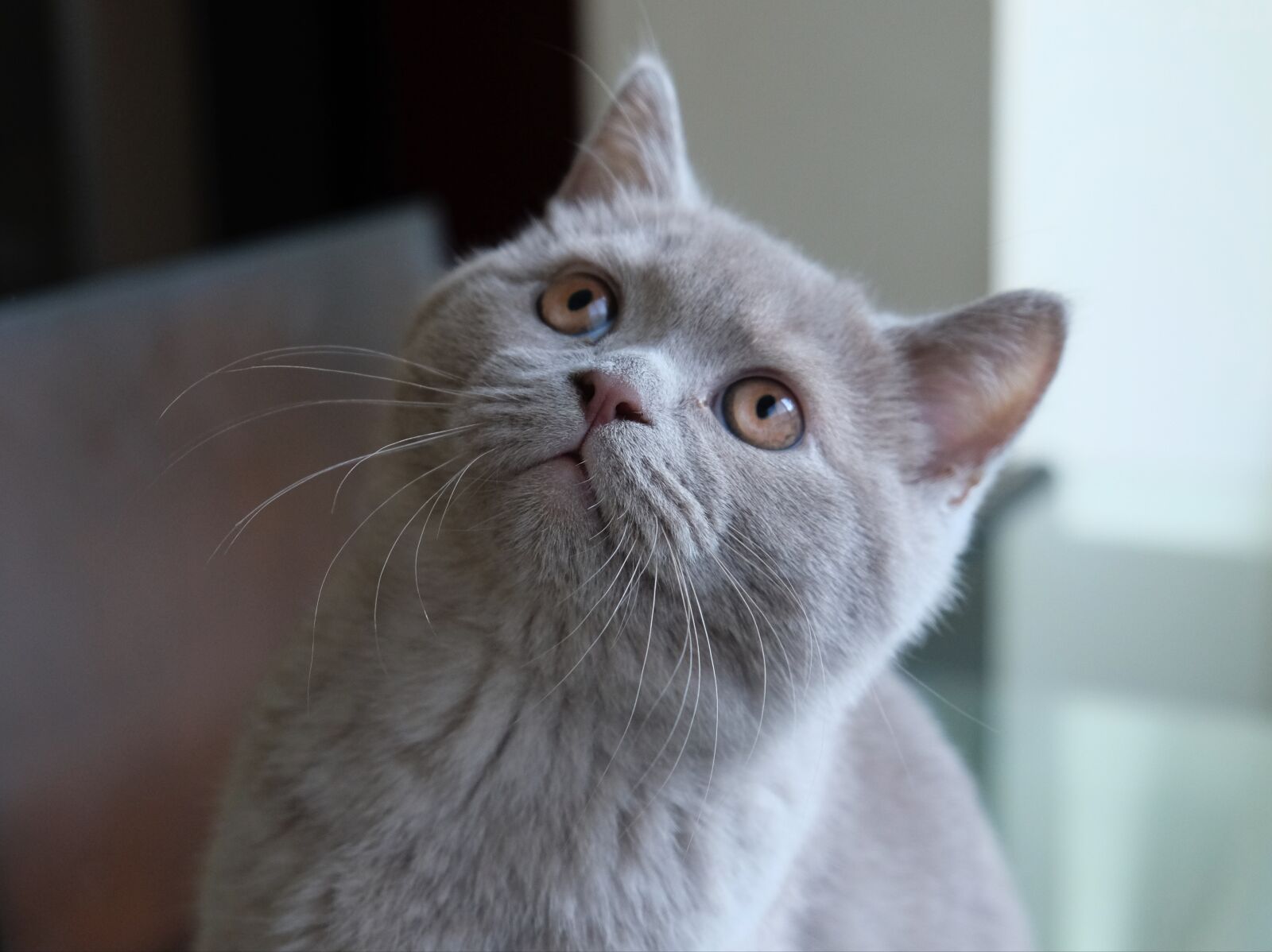 Fujifilm X-T20 sample photo. Cat british, blue british photography