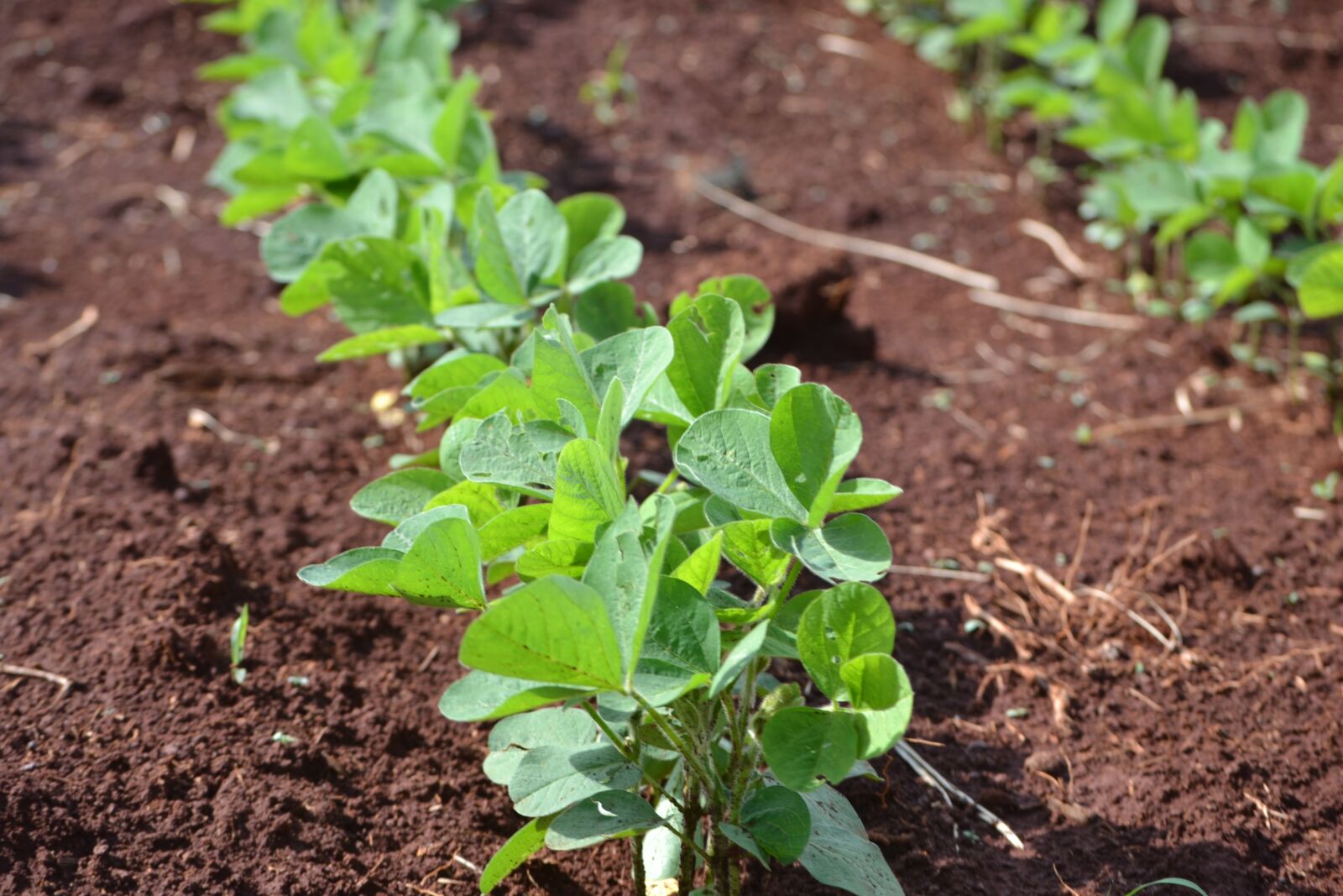 Nikon D3100 sample photo. Soybeans, plantation, agriculture photography