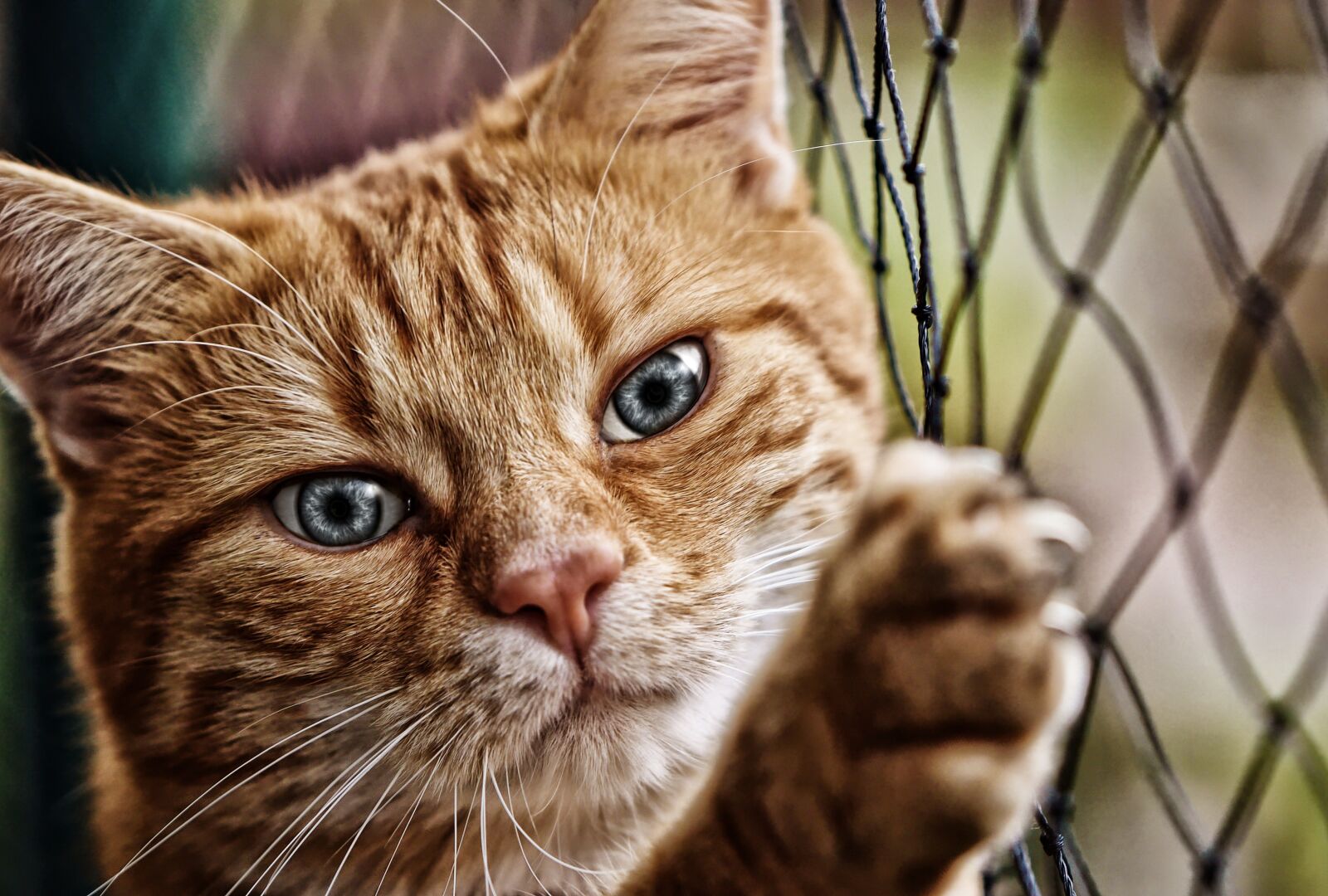 Nikon D3200 sample photo. Cat, red, mackerel photography