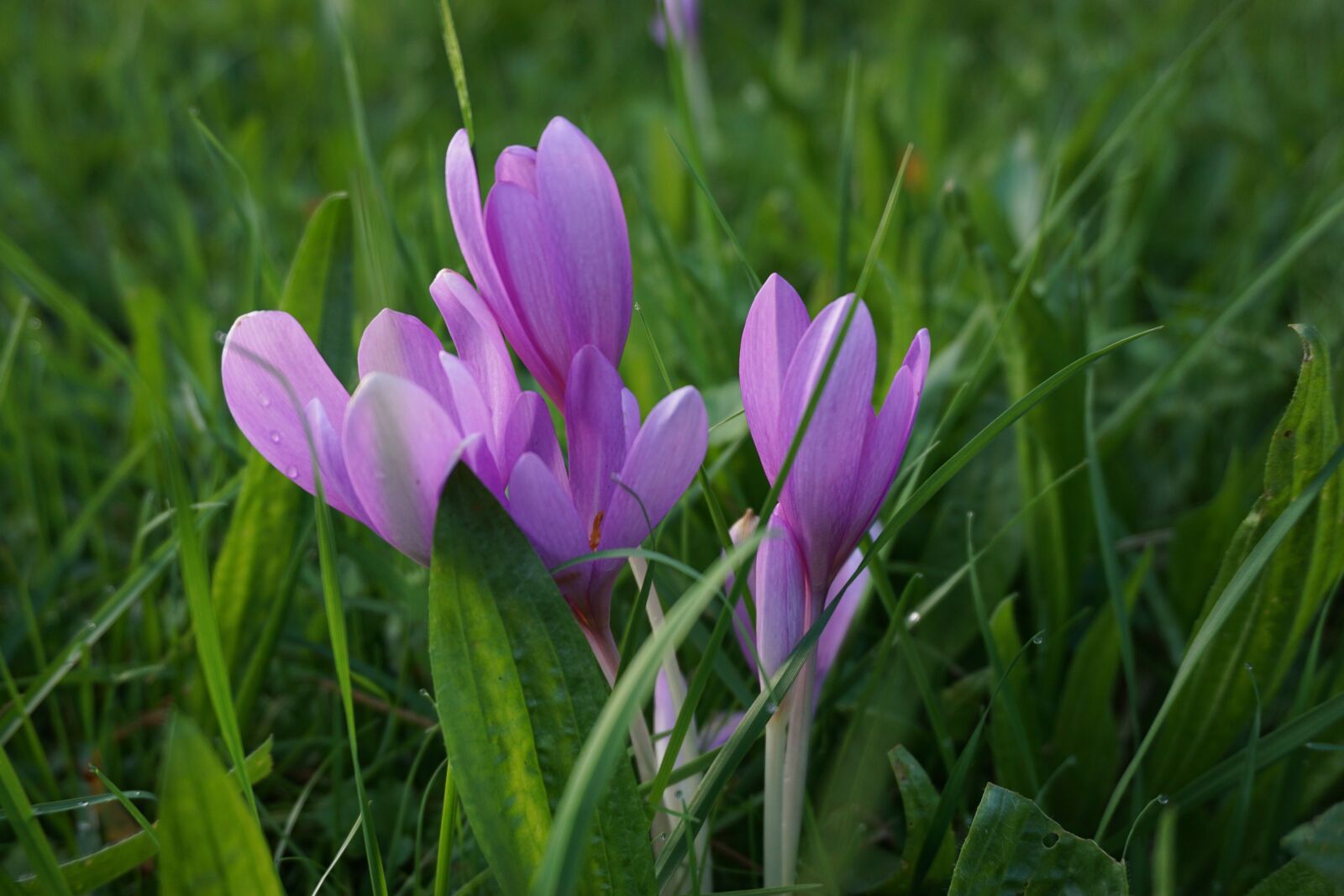 Sony a6000 sample photo. Herbstzeitlose, colchicum autumnale, poisonous photography