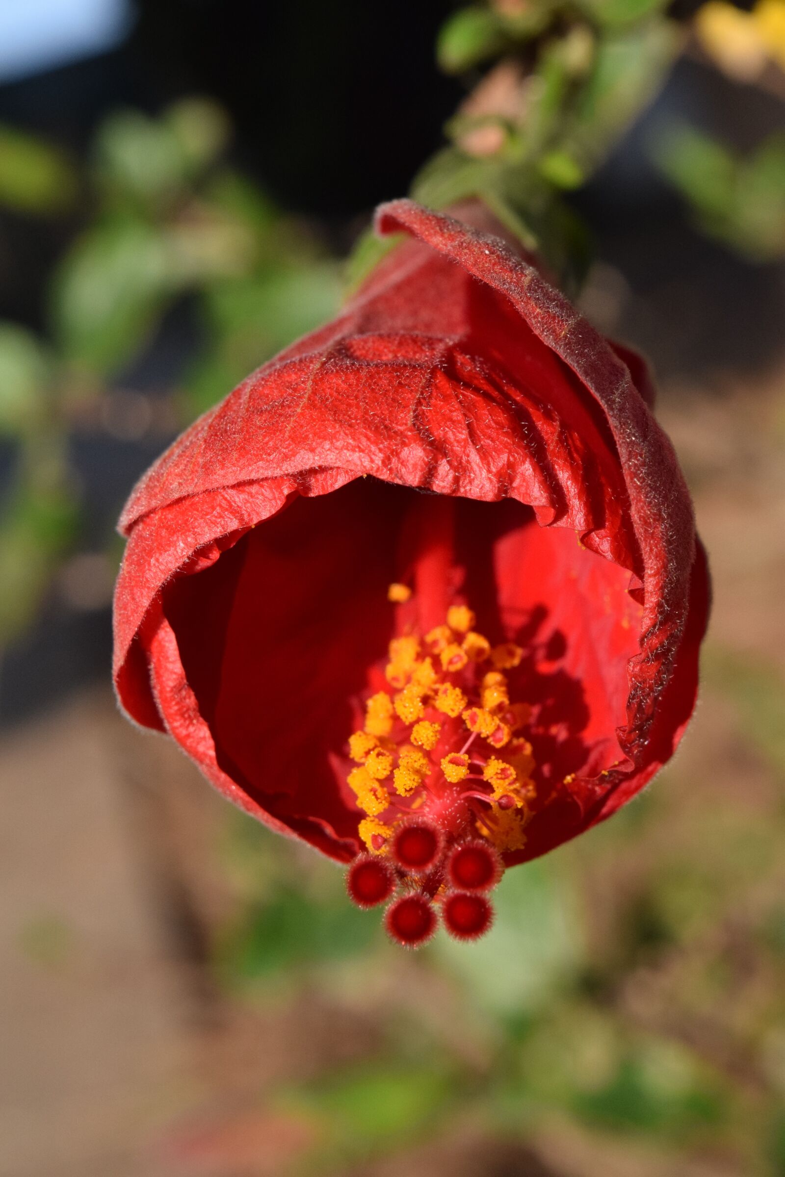 Nikon D3300 sample photo. Hibiscus, blossom, bloom photography