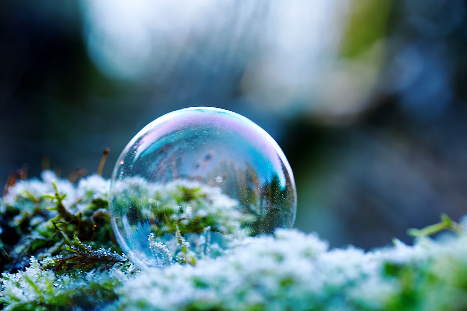 Canon EOS 450D (EOS Rebel XSi / EOS Kiss X2) sample photo. Soap bubble, frost, nature photography