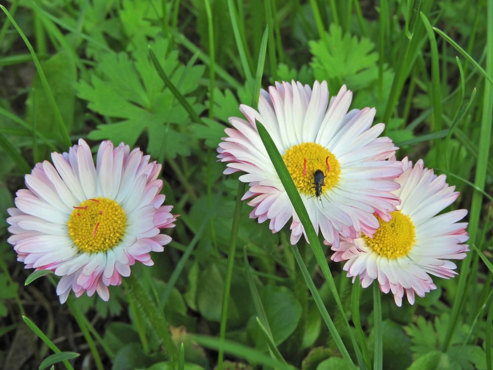 Nikon Coolpix P610 sample photo. Spring, flowers, tipster photography