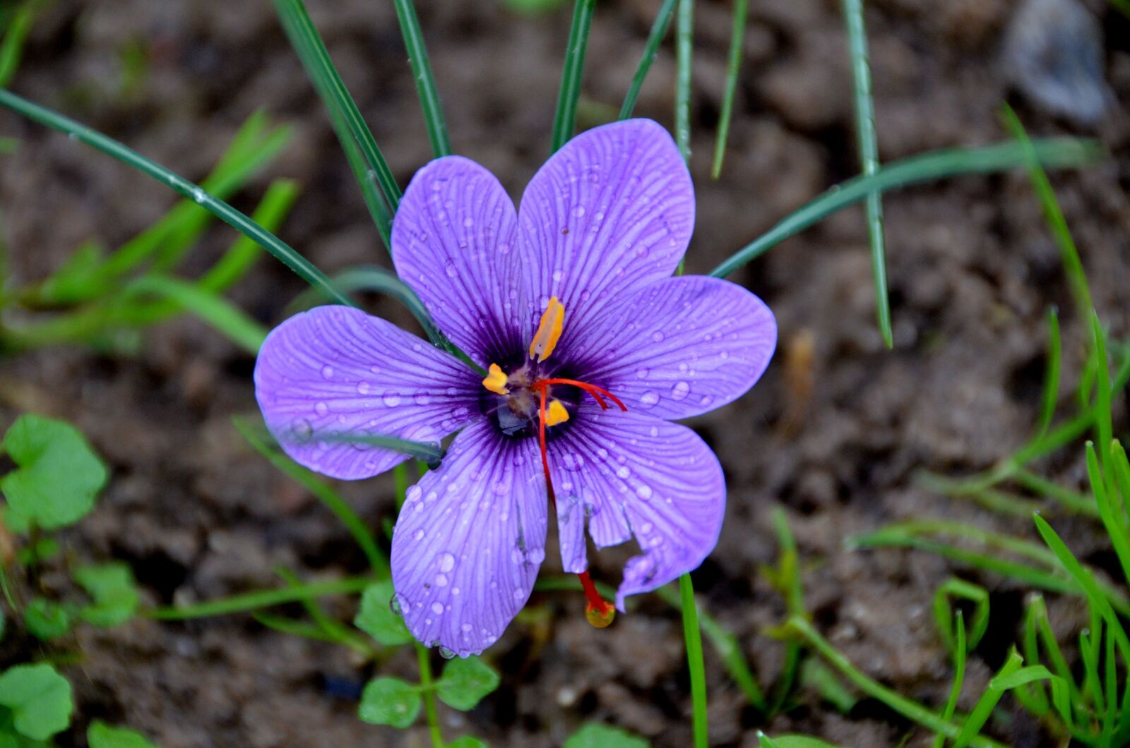 Nikon D7000 sample photo. Saffron, spice, flower photography