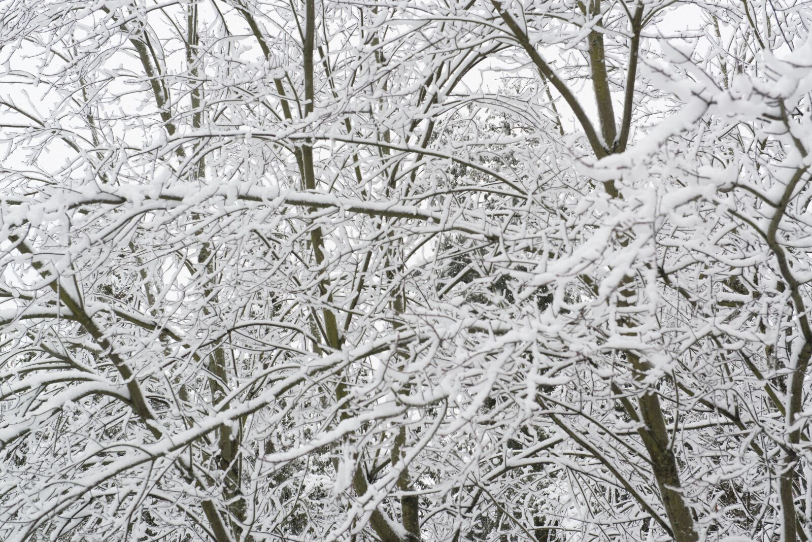 Nikon D800 sample photo. Trees, snow, winter photography