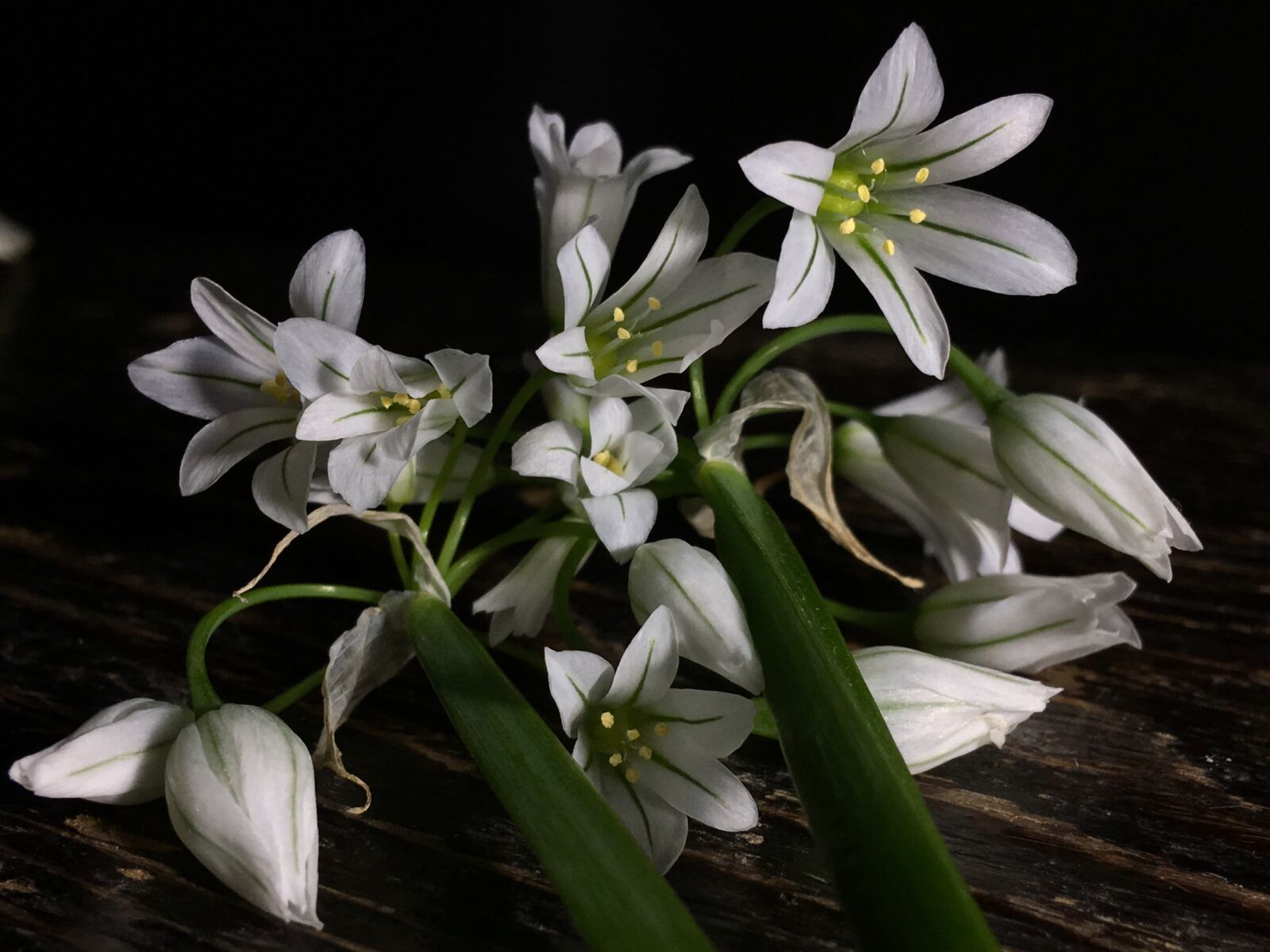 Apple iPhone 6s Plus sample photo. Small flowers, white, flowers photography