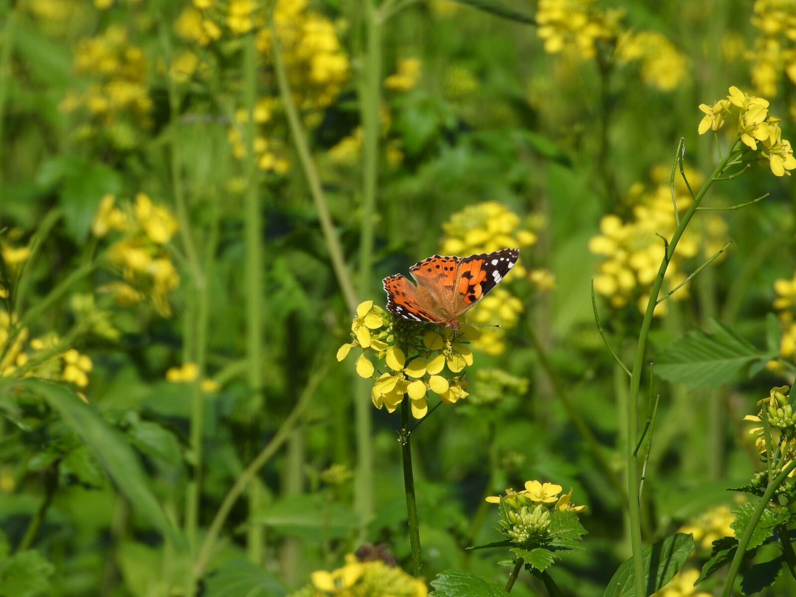 Nikon Coolpix P1000 sample photo. Rapeseed, the rape flower photography