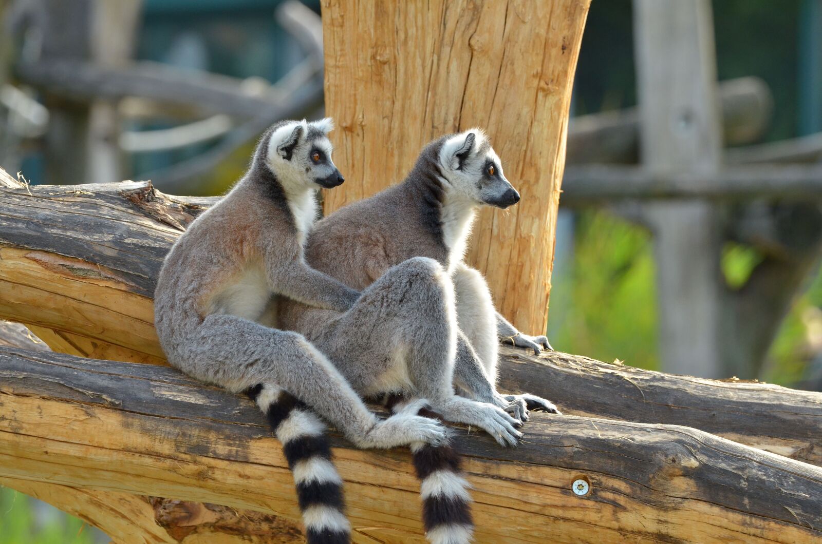 Nikon D7000 sample photo. Ring tailed lemur, zoo photography