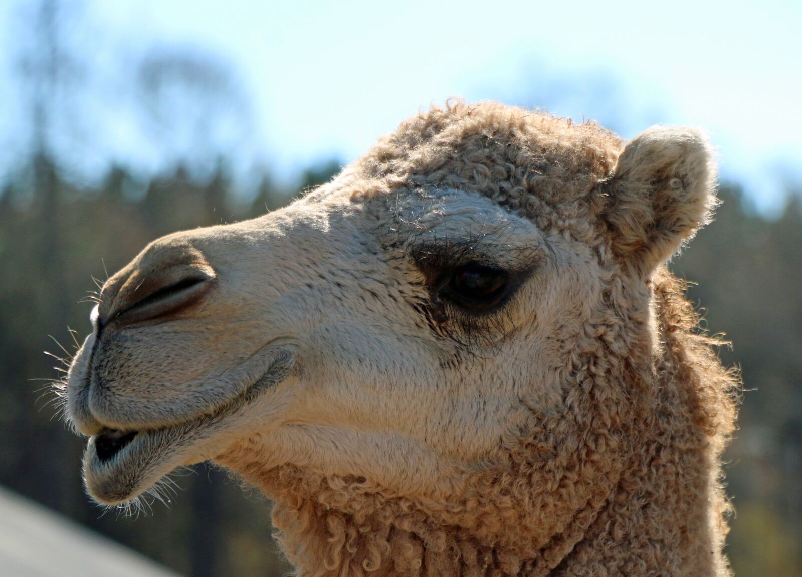 Canon EOS 70D sample photo. Camel, head, lips photography