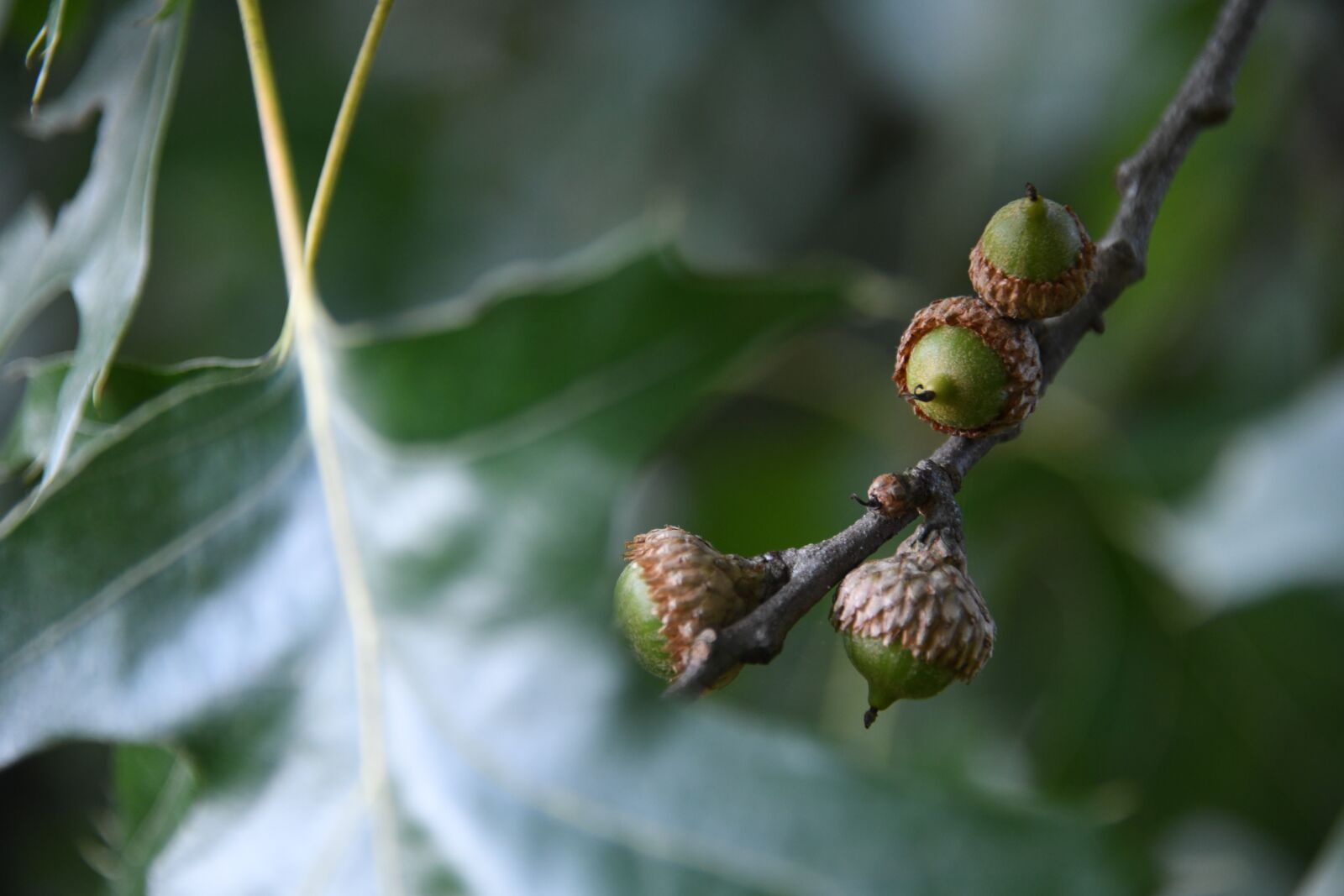 Nikon D850 sample photo. Acorn, oak, tree photography