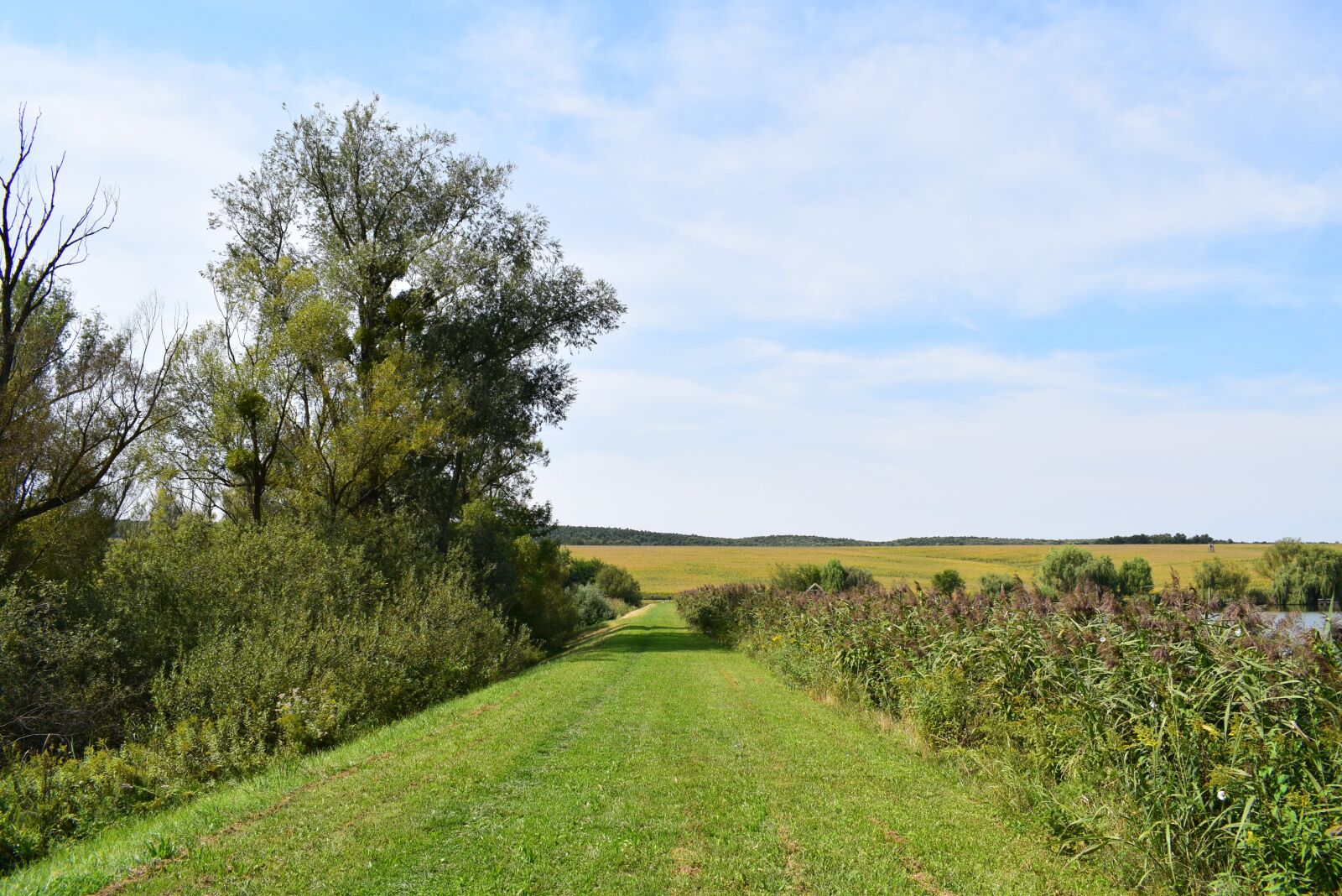 Nikon D3300 sample photo. Blue, green, nature photography