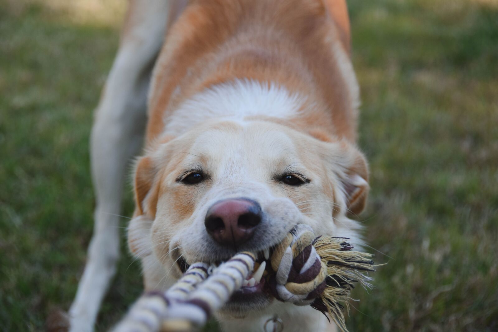 Nikon D5300 sample photo. Dog, canine, animal photography