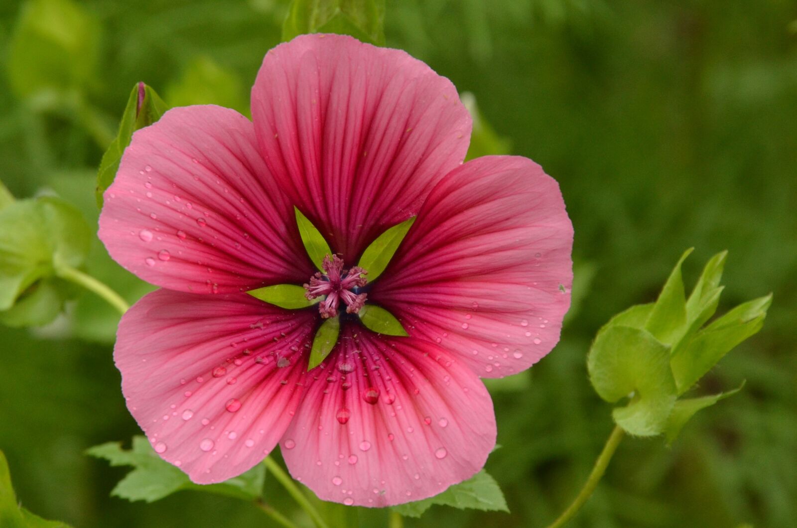 Nikon D7000 sample photo. Nature, flower, rose photography