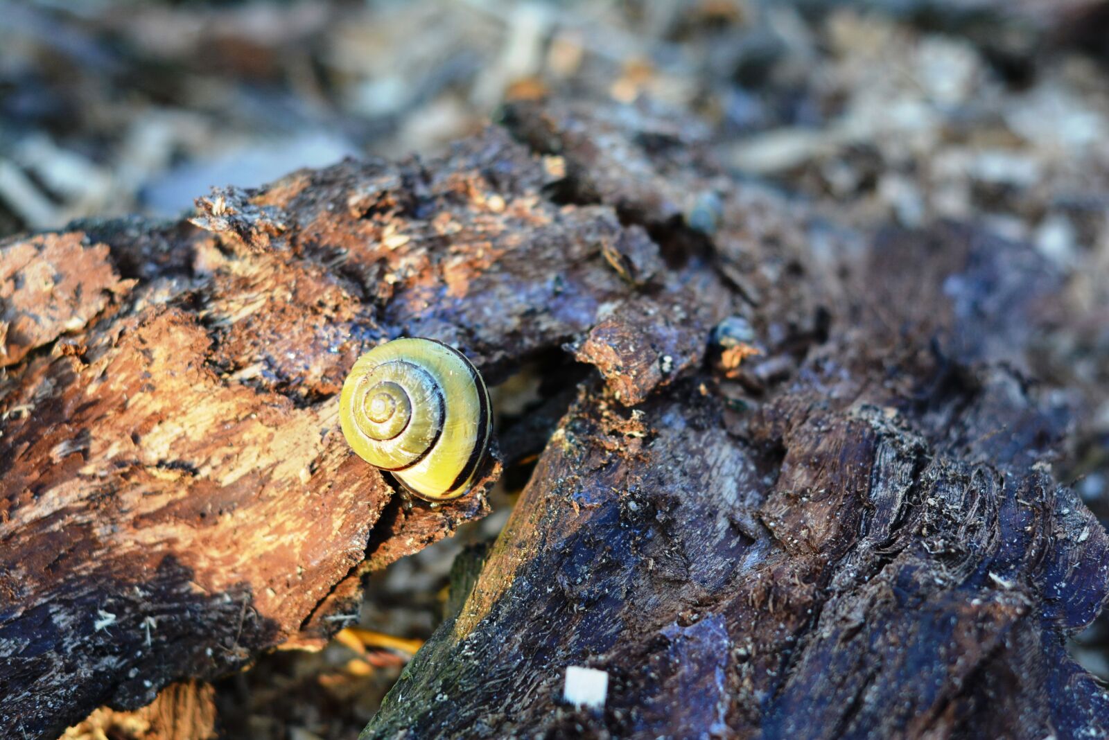 Nikon D5200 sample photo. Snail, seashell, the bark photography