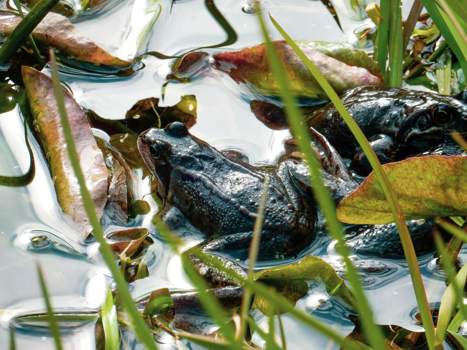 Nikon Coolpix S9900 sample photo. Frog, spawning time, spring photography
