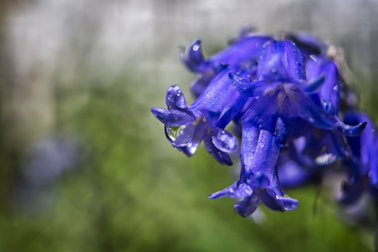Canon EOS 5D Mark III + Canon EF 24-70mm F2.8L USM sample photo. Macro, bluebell, plant photography