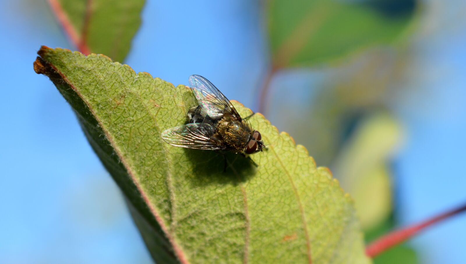 Nikon D3200 sample photo. Fly, insect, leaf photography