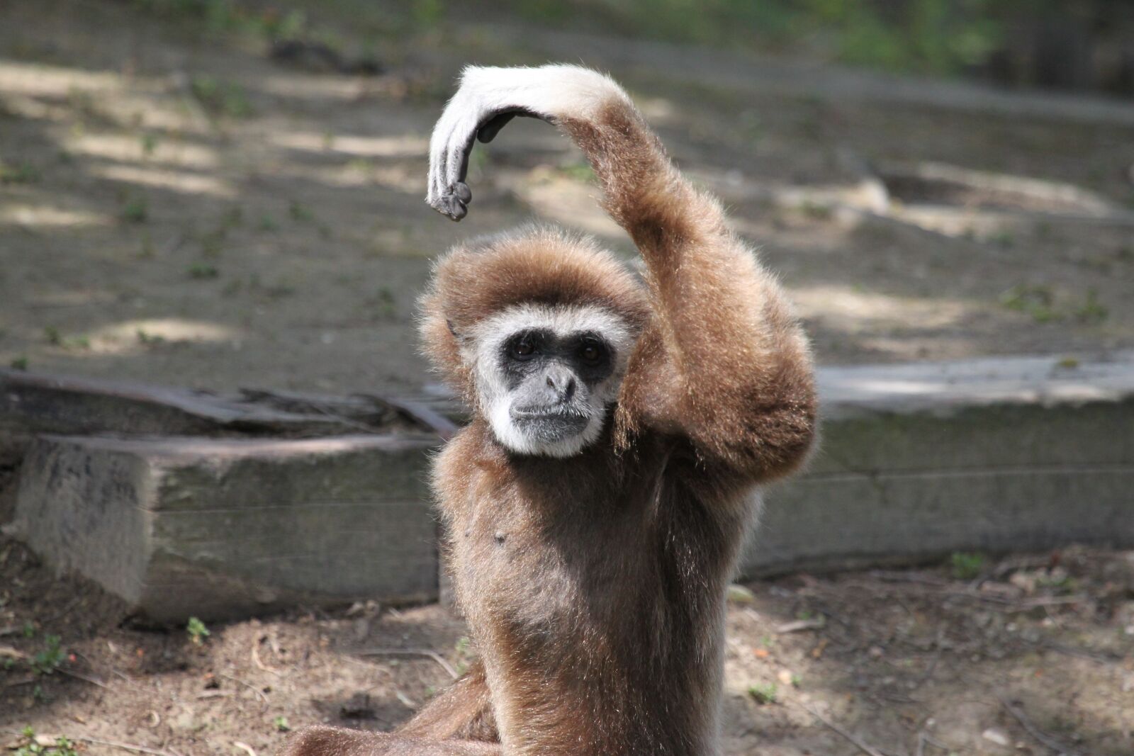 Canon EOS 500D (EOS Rebel T1i / EOS Kiss X3) sample photo. Monkey, fur, animal photography