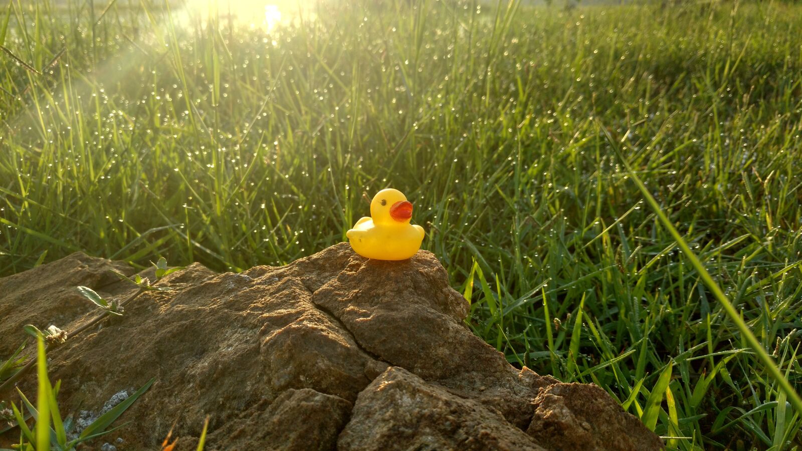 Motorola Moto X Play sample photo. Duck toy, stone, grass photography