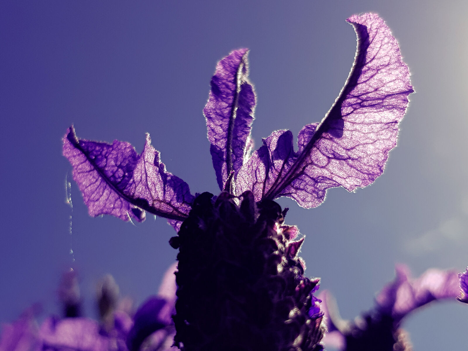 Samsung Galaxy S8 sample photo. Blooming, lavender, blue, blue photography