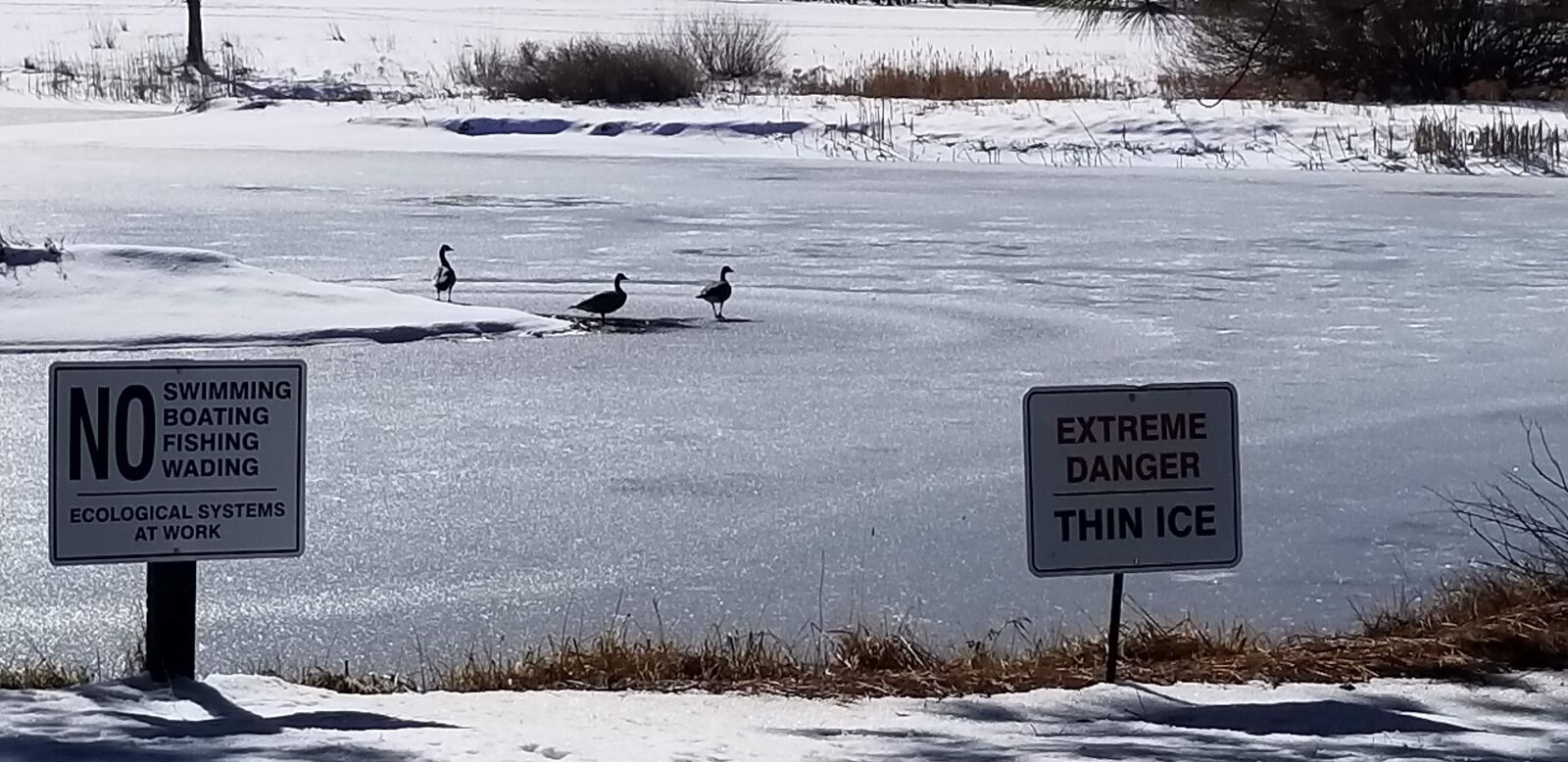 Samsung Galaxy S8+ sample photo. Canada goose, frozen pond photography