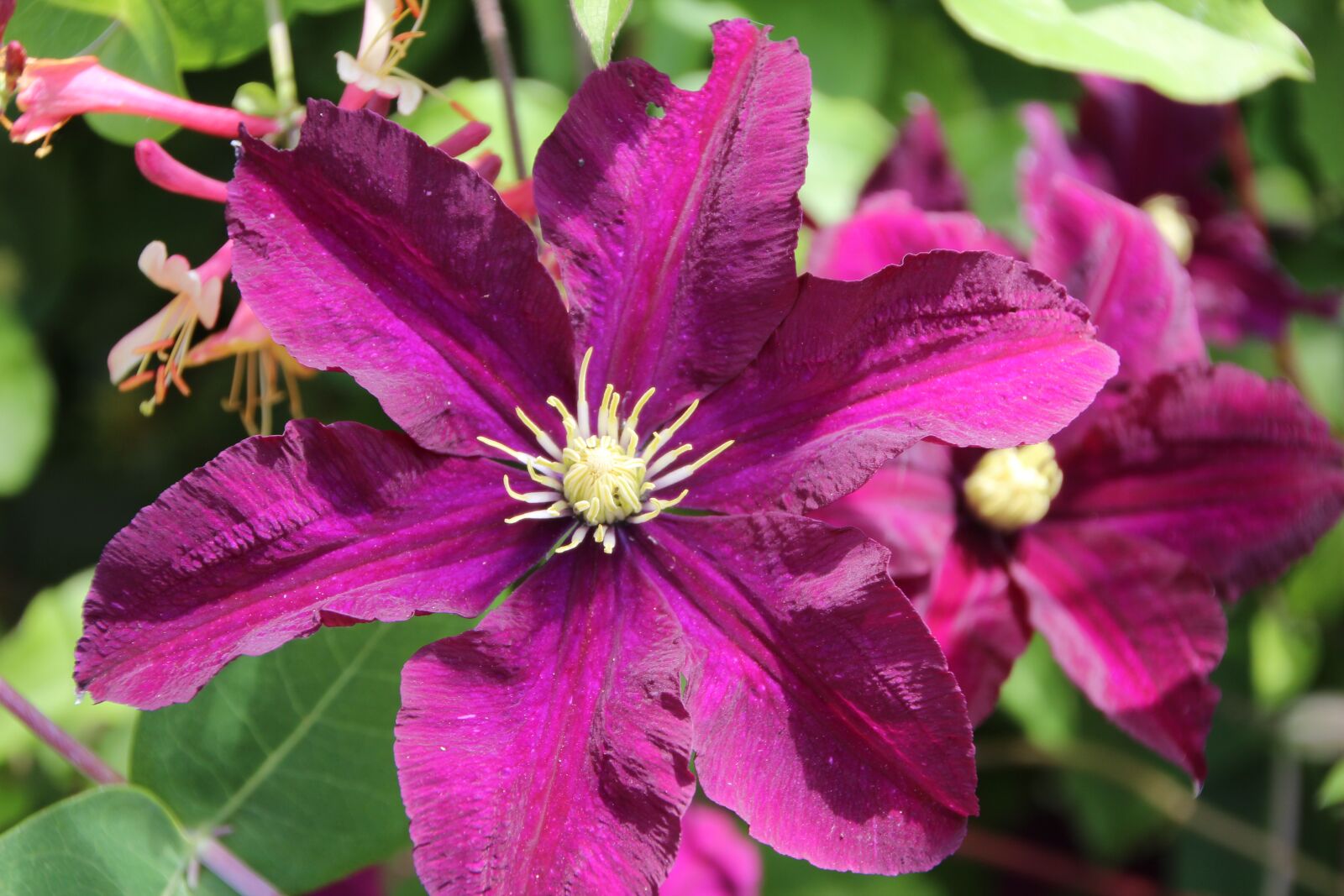 Canon EOS 600D (Rebel EOS T3i / EOS Kiss X5) sample photo. Clematis, clematis purple, creeper photography