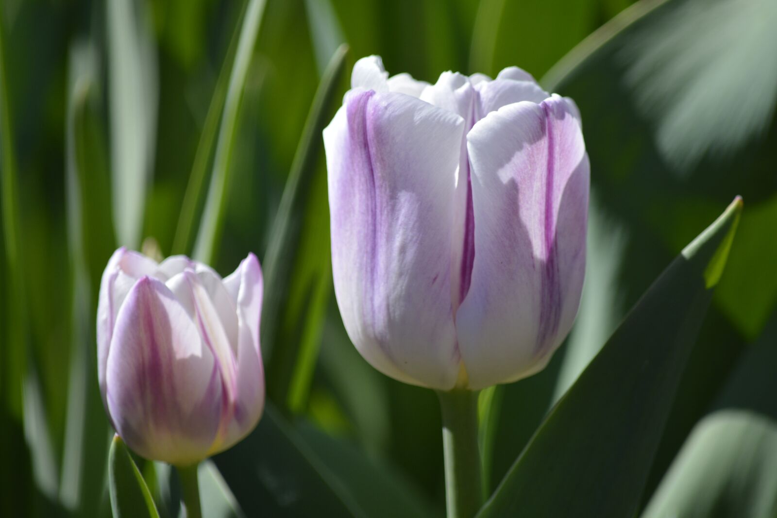 Nikon D7100 sample photo. Tulip, white, purple photography