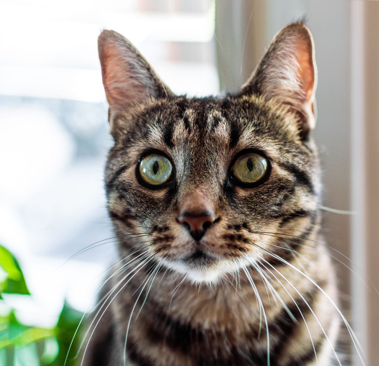 Nikon D3200 sample photo. Cat, eyes, cat-eyes photography