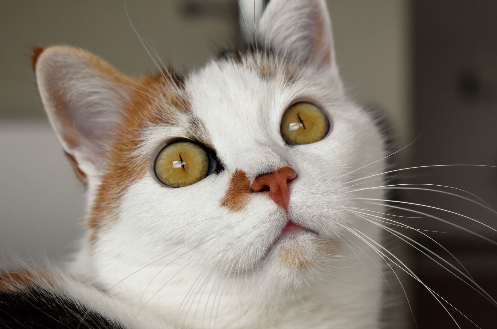 Nikon D5500 sample photo. Cat, animal, white photography