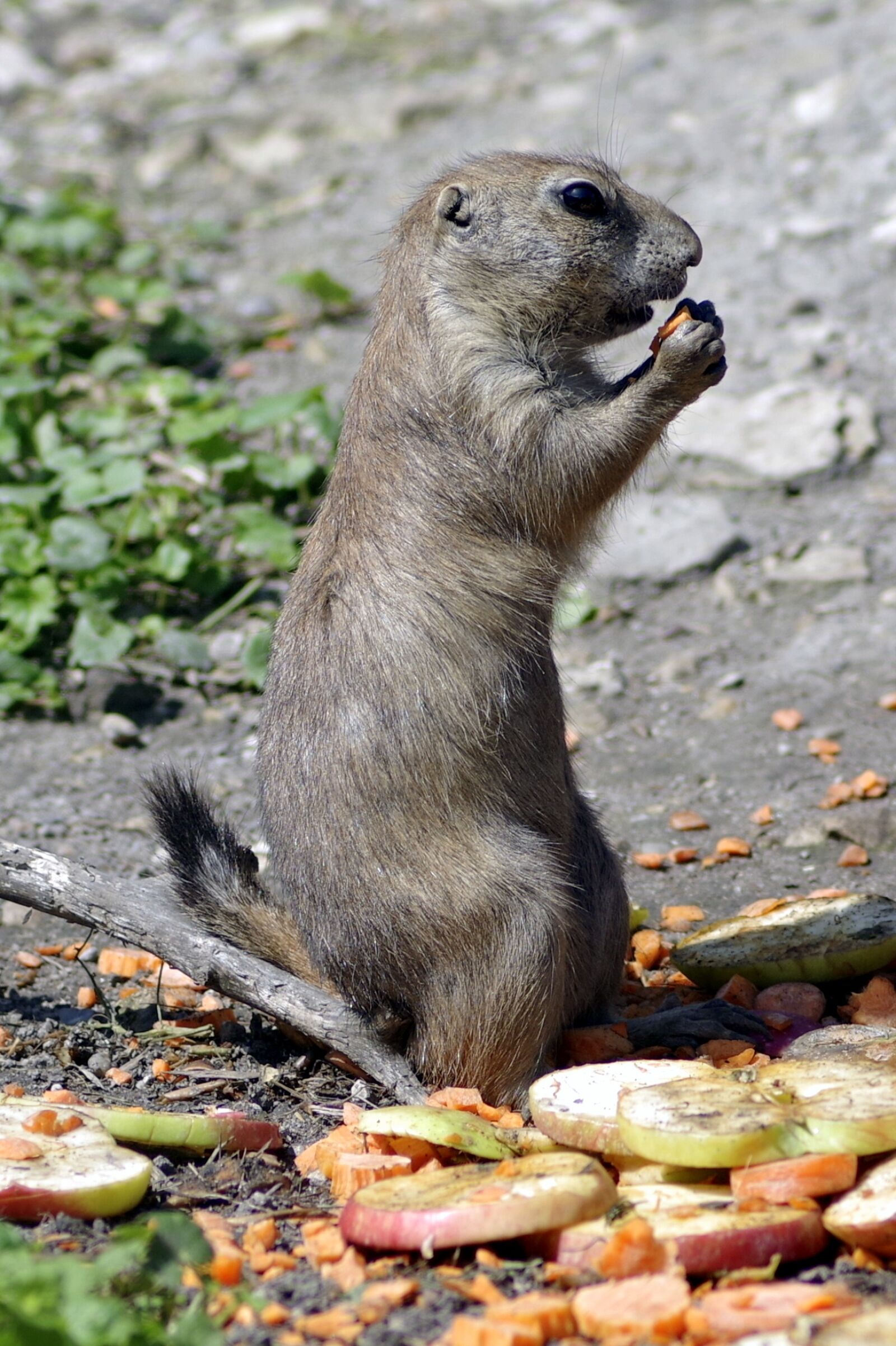 Pentax K-S2 sample photo. Doggie viridis, a marmot photography