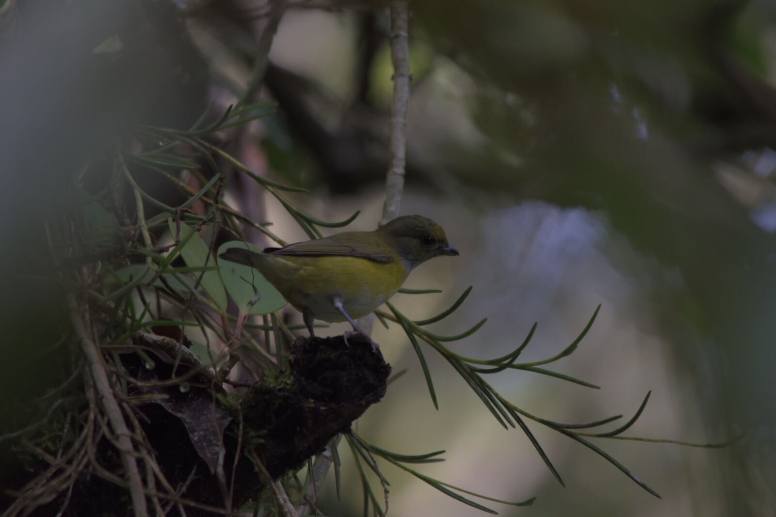 Nikon D5500 sample photo. Ave, animals, nature photography