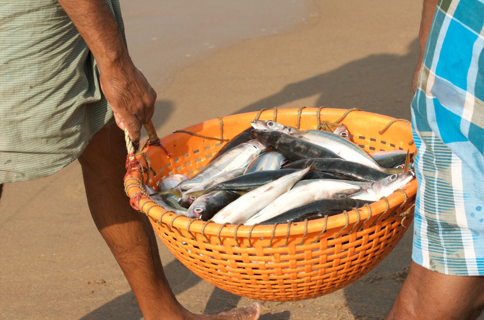 Nikon D7000 sample photo. Fish, fishermen, india photography