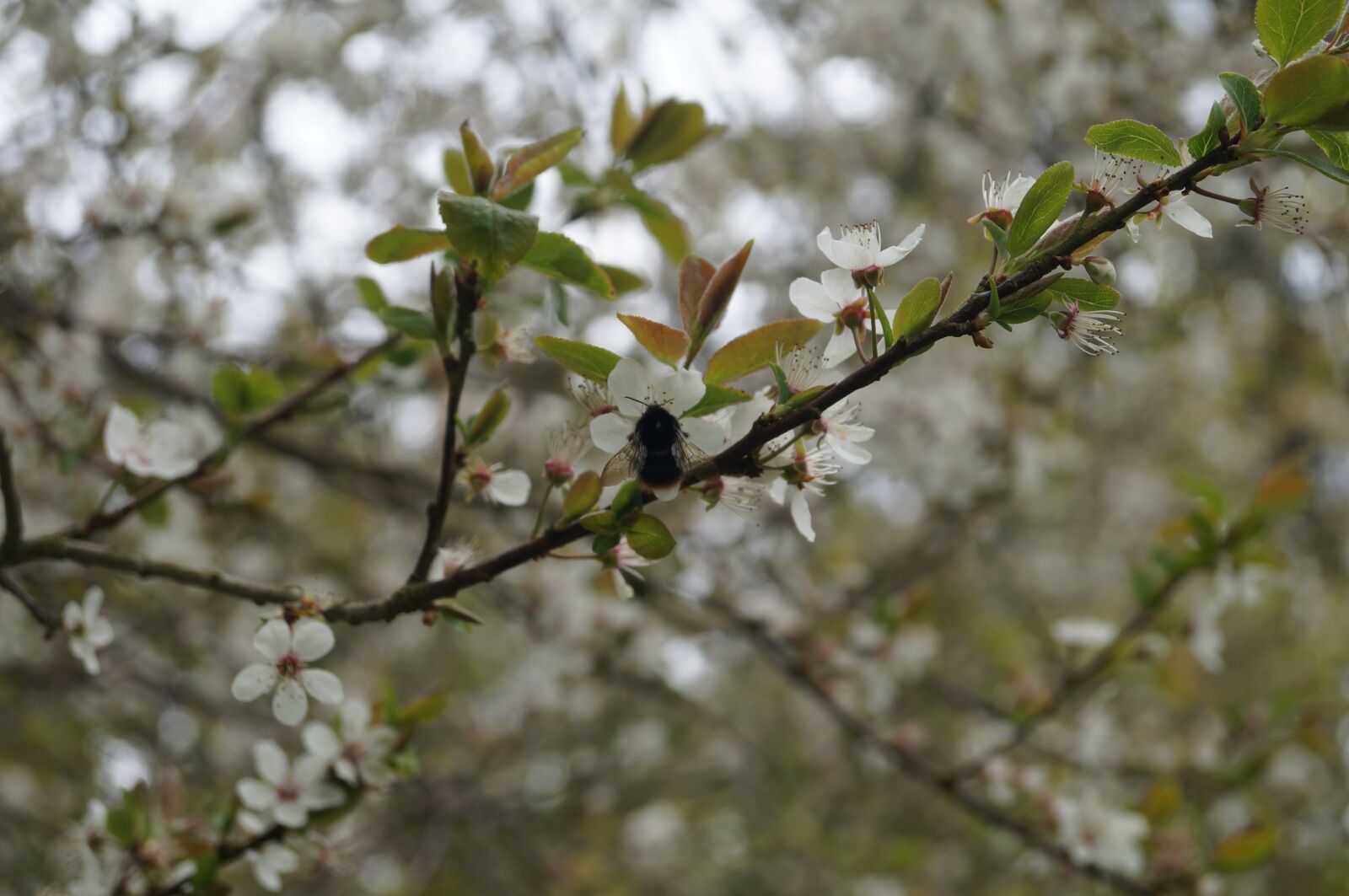 Sony SLT-A57 sample photo. Bee, flower, insect photography