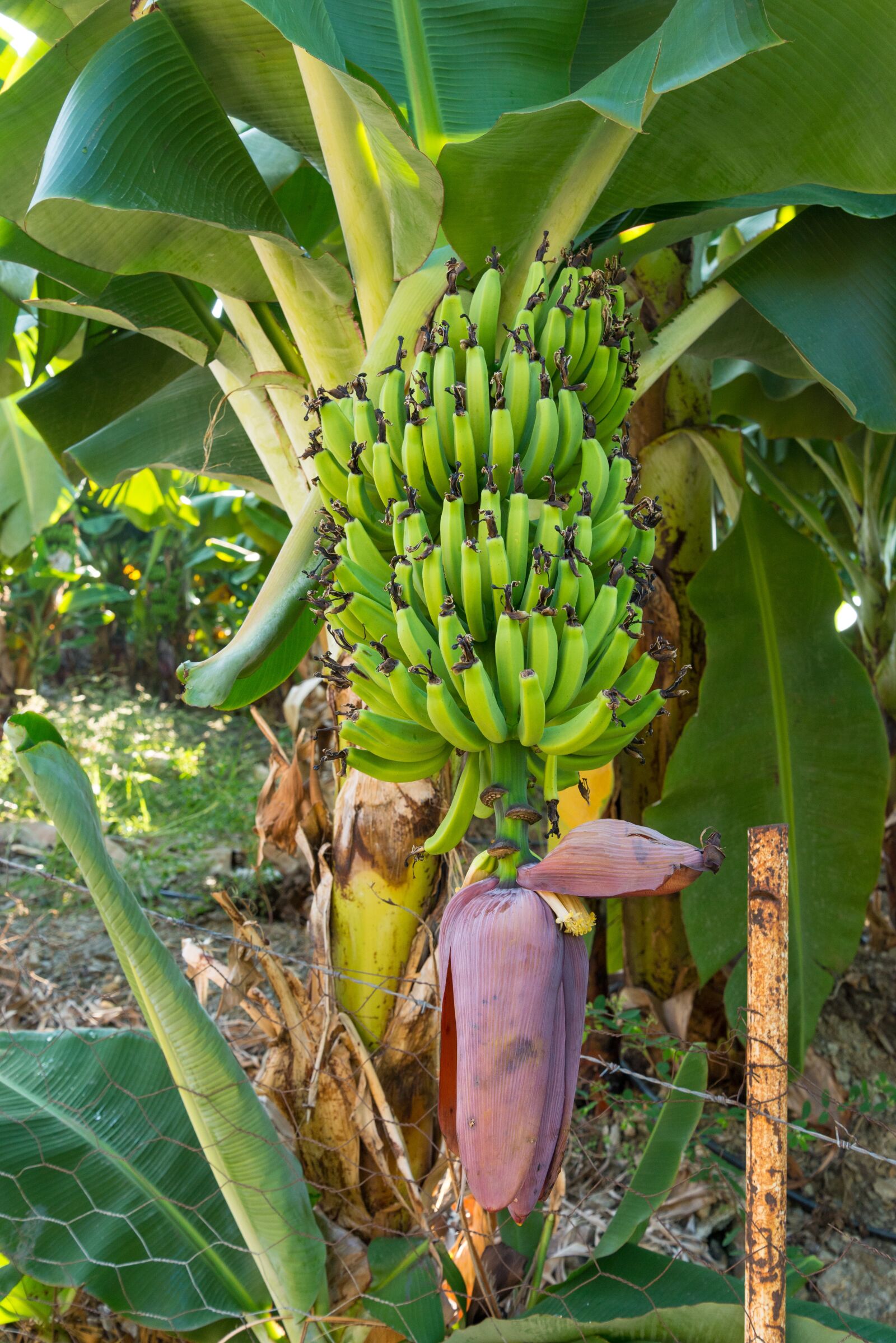 Nikon D610 sample photo. Banana, tree, fruit photography