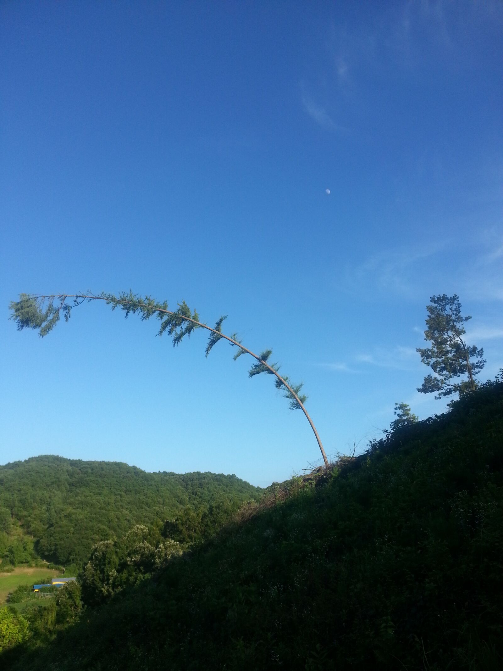 Samsung Galaxy Note2 sample photo. 나무, 휘어짐, 하늘 photography