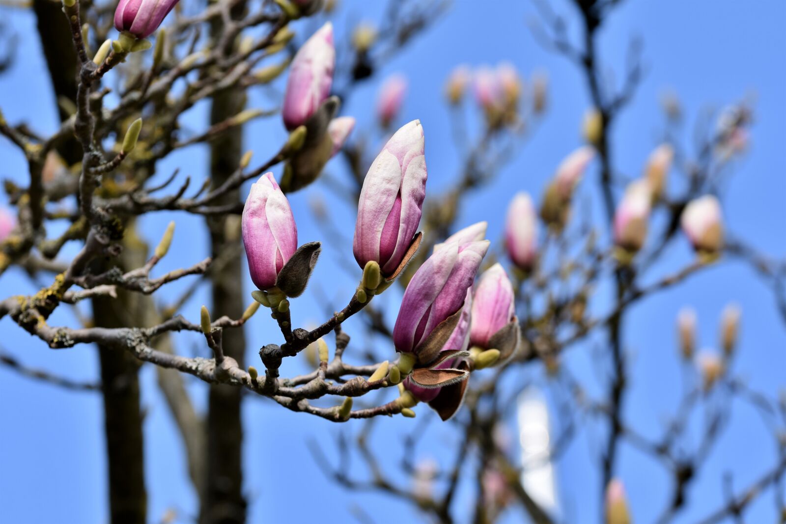 Nikon D7200 sample photo. Magnolia, magnolia tree, magnoliengewaechs photography